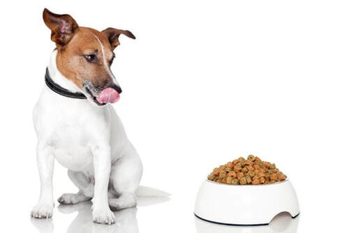 perro-comida-dieta