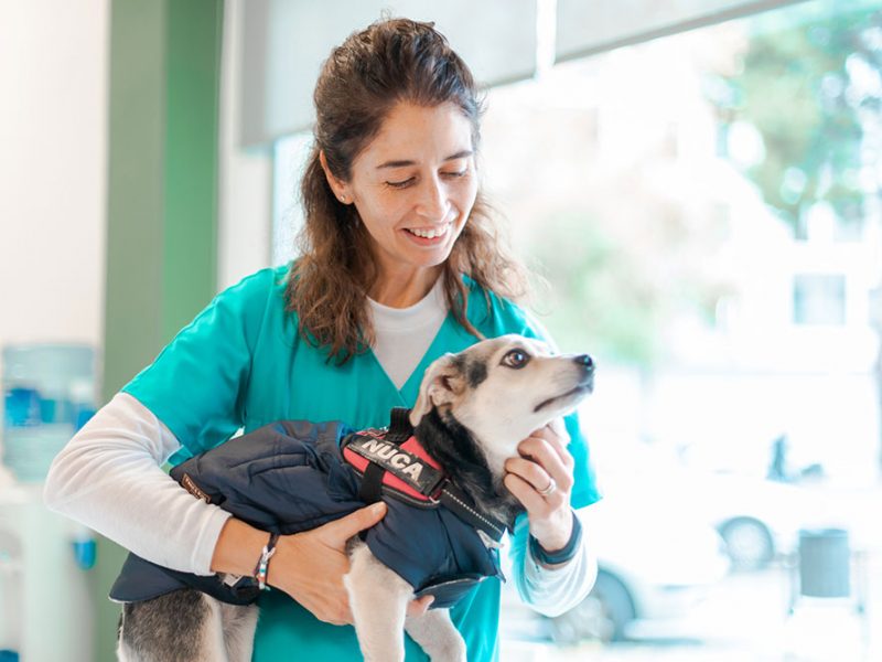 esterilitzacio-gosses-veterinari esterilitzacio-gosses-veterinari