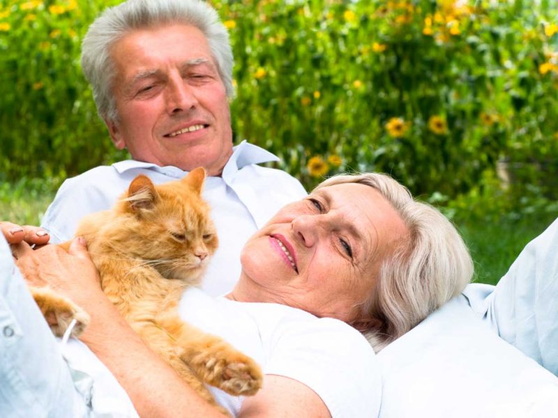 planes-de-salud-veterinarios-gatos-senior planes-de-salud-veterinarios-gatos-senior