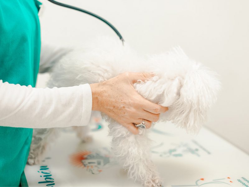 revisio-gossos-veterinari revisio-gossos-veterinari